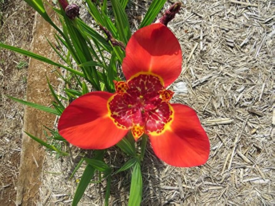 Red Tigridia Pavonia Flower seeds for Planting - Bright Blooms, Heirloom & GMO Free Seeds for Home Garden
Sale seeds for home garden