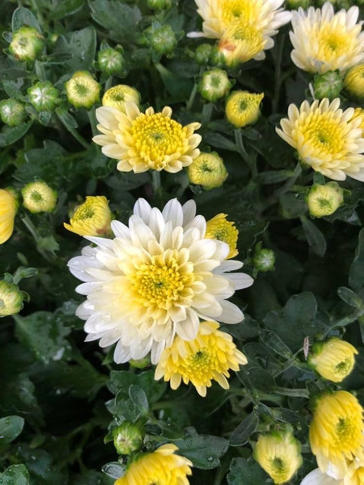 Chrysanthemum Chrysanthemum spp Seeds for Planting in Flower Bed and Garden
