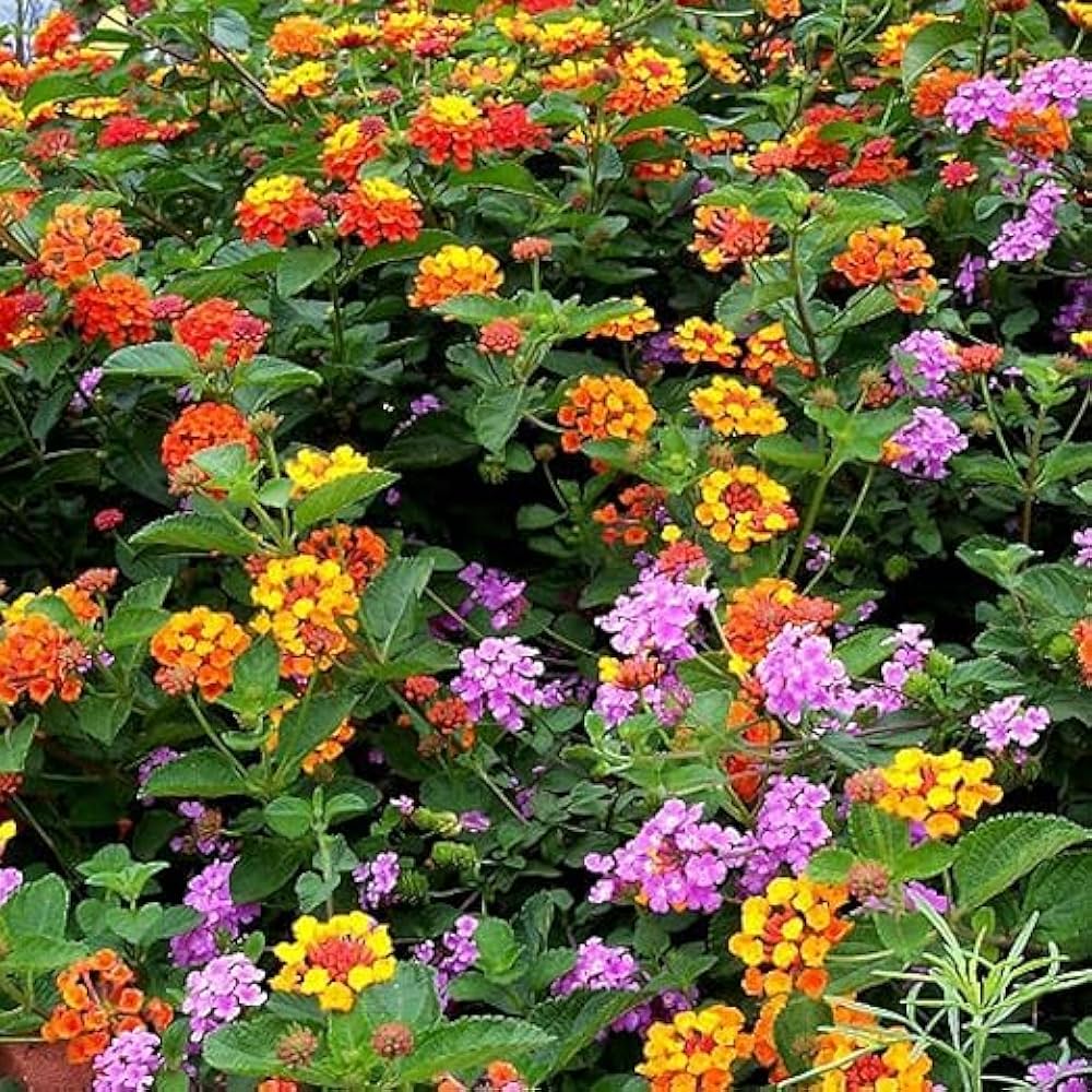 Mixed Colors Flower Seeds Flower seeds for Planting - Bright Blooms, Heirloom & GMO Free Seeds for Home Garden