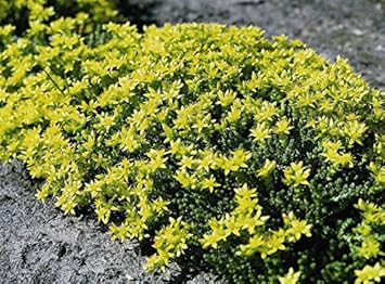 Yellow Sedum Flower seeds for Planting - Fragrant Blossoms, Heirloom & GMO Free Seeds for Home Garden
Sale seeds for planting in home garden