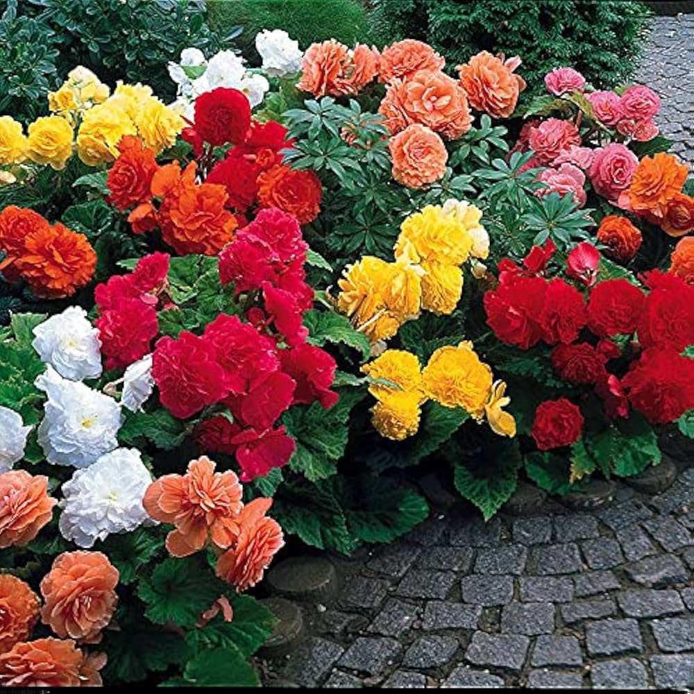 Begonia Begonia spp. Seeds for Planting - Ideal for Flower Bed & Indoor Garden