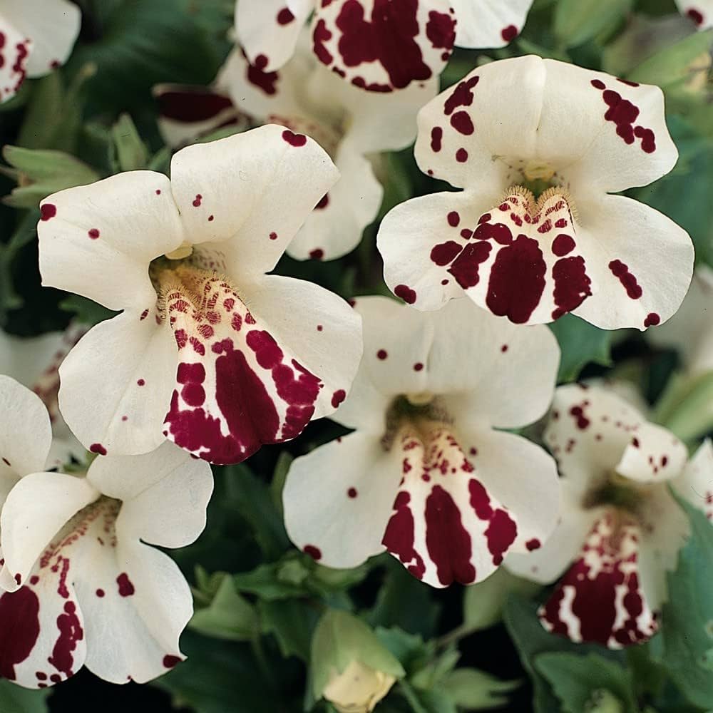 White Mimulus Hybridus Flower seeds for Planting - Seasonal Bloomer, Heirloom & GMO Free Seeds for Home Garden
Sale seeds for planting in home garden