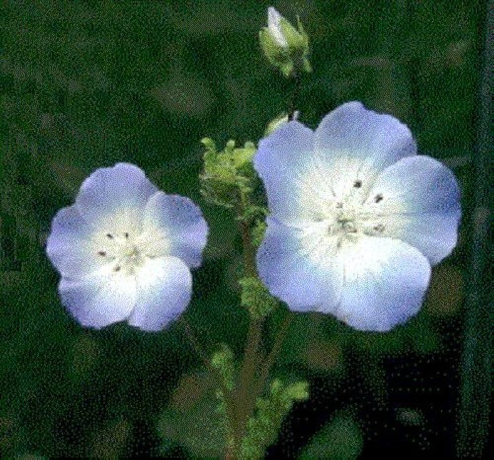 Baby Blue Eyes Nemophila menziesii Seeds for Planting - Ideal for Flower Bed & Urban Garden