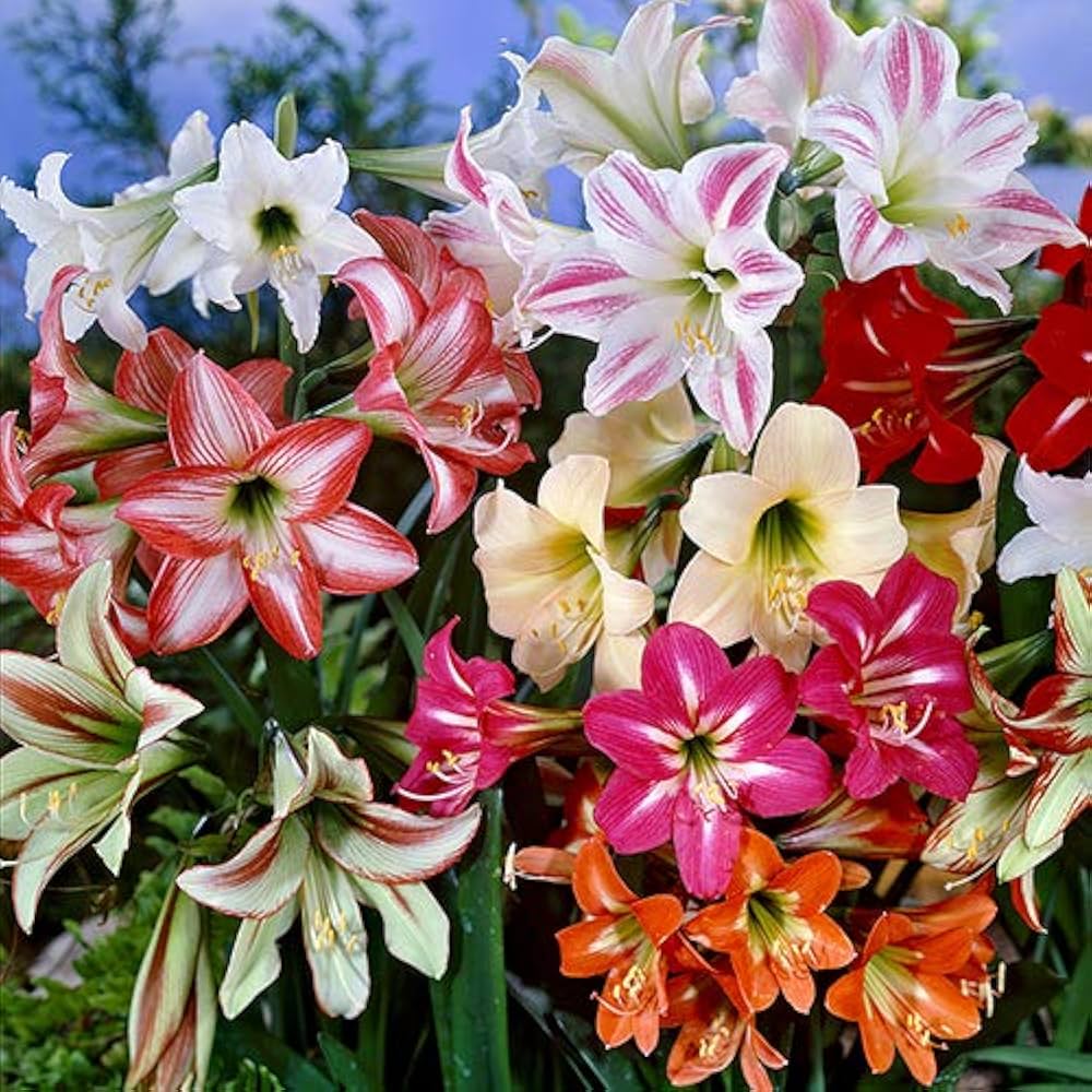 Mixed Colour Amaryllis Barbados Flower Seeds for Planting Compact Growth Heirloom & GMO Free Seeds for Home Garden
Sale