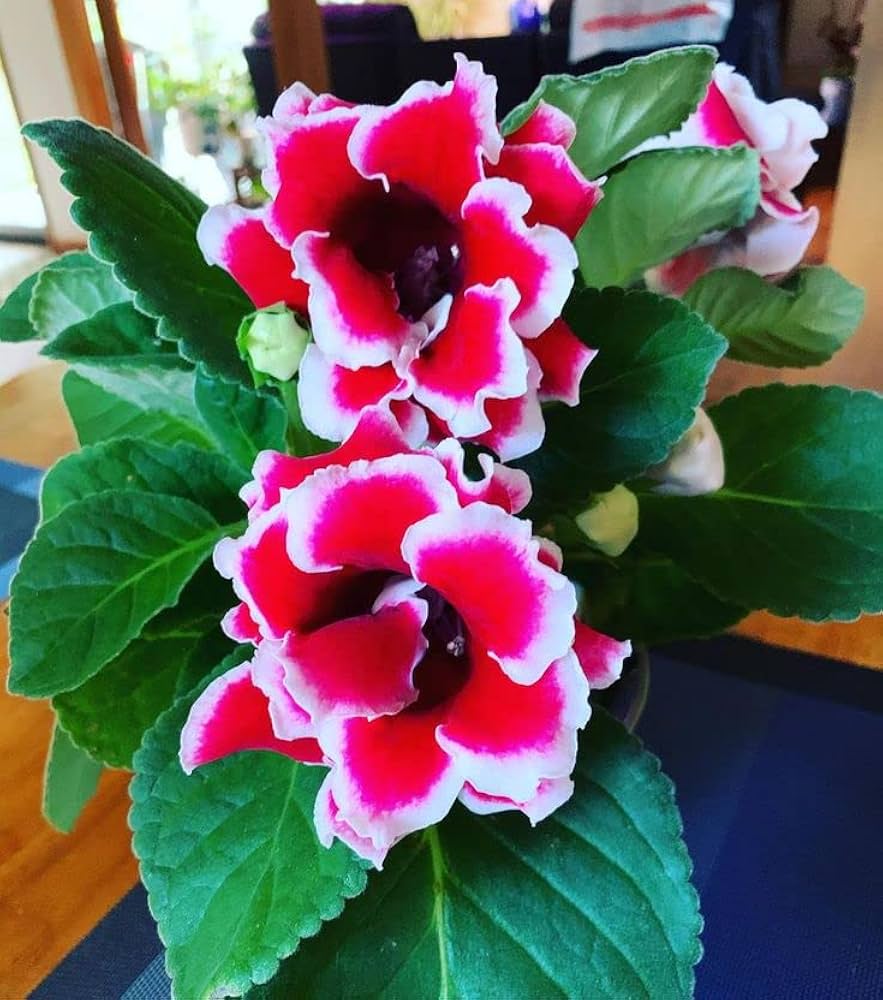 Gloxinia Seeds Sinningia speciosa for Planting in Indoor Pots and Flower Bed