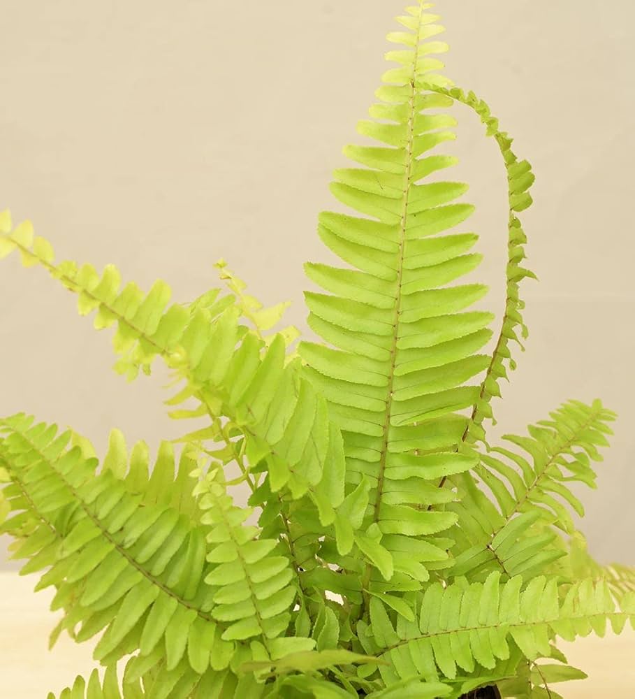 Yellow Green Fern for Planting Sun Loving Heirloom & GMO Free Seeds for Home Garden
Sale