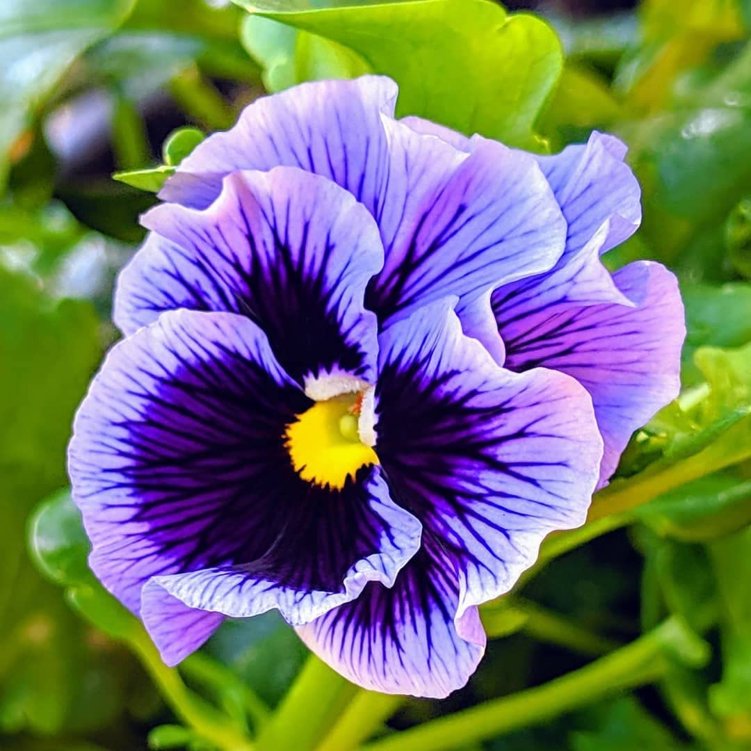 Mix Pansy Flower seeds blooming in flower beds, containers, borders, and pollinator-friendly gardens