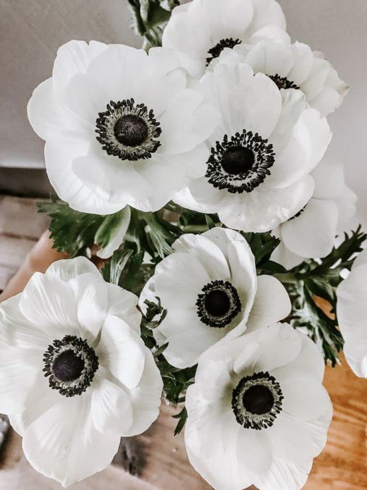 Anemone Seeds for Planting Anemone coronaria for flower borders and spring gardens