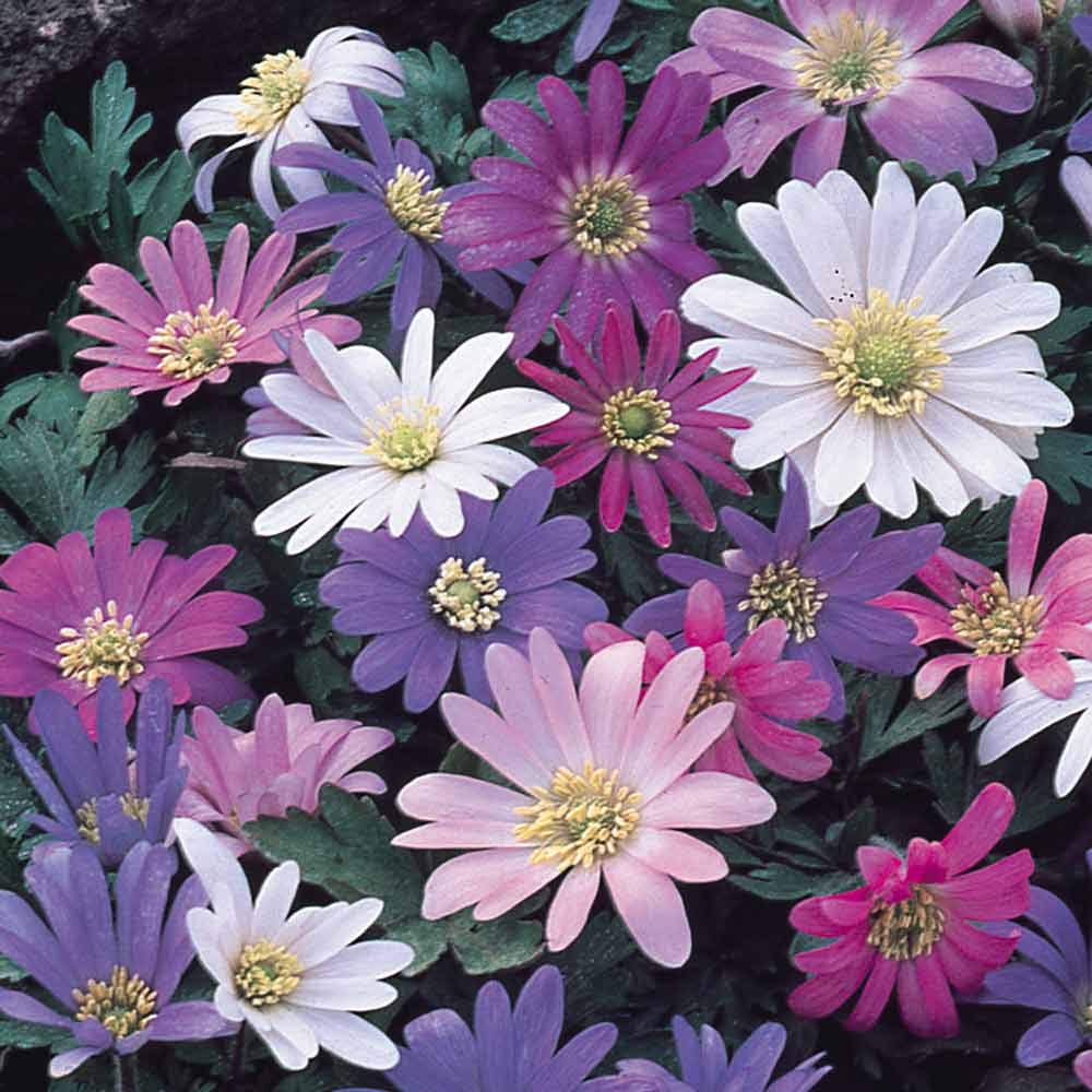Anemone Blanda Flower seeds for Planting - Fragrant Blossoms, Heirloom & GMO Free Seeds for Home Garden