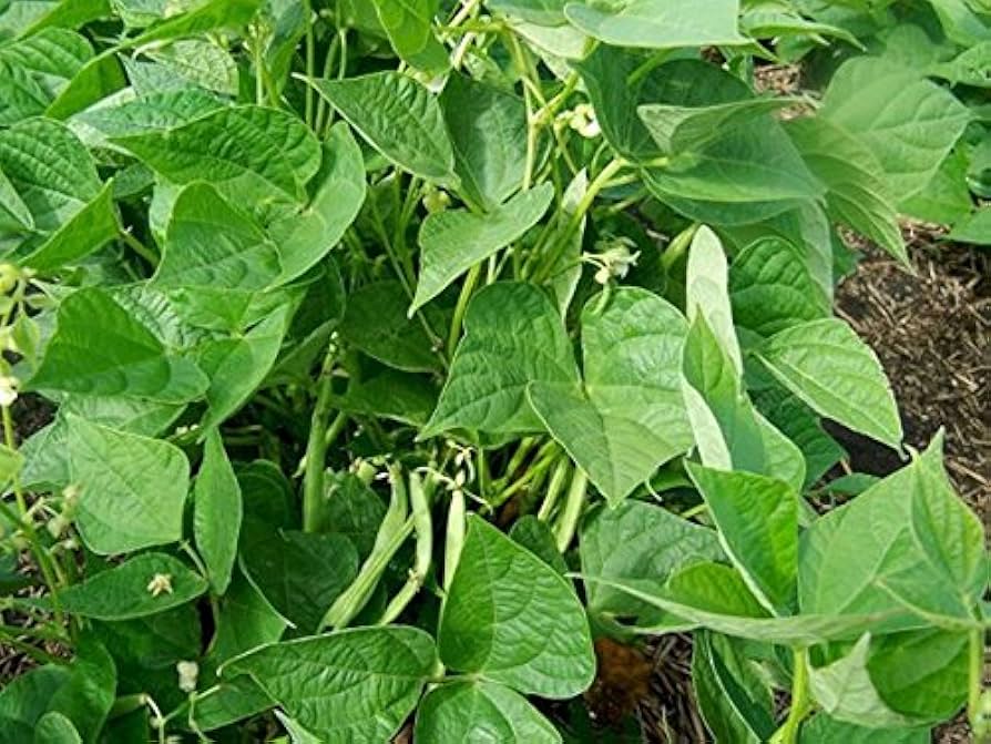 Adzuki Bean Seeds for Planting vegetable patch garden