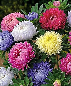 Mixed Chinese Aster Flower seeds for Planting - Drought Tolerant, Heirloom & GMO Free Seeds for Home Garden
Sale seeds for home garden