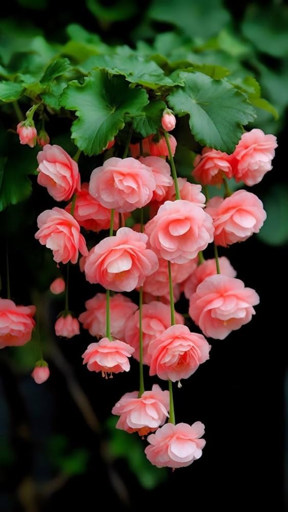 Begonia Boliviensis Flower seeds for Planting - Perfect for Borders, Heirloom & GMO Free Seeds for Home Garden