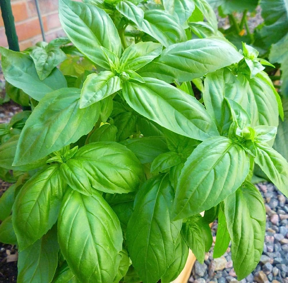 Sweet Basil Ocimum basilicum Seeds for Planting - Perfect for Vegetable Patch & Home Garden - Evergrowseeds