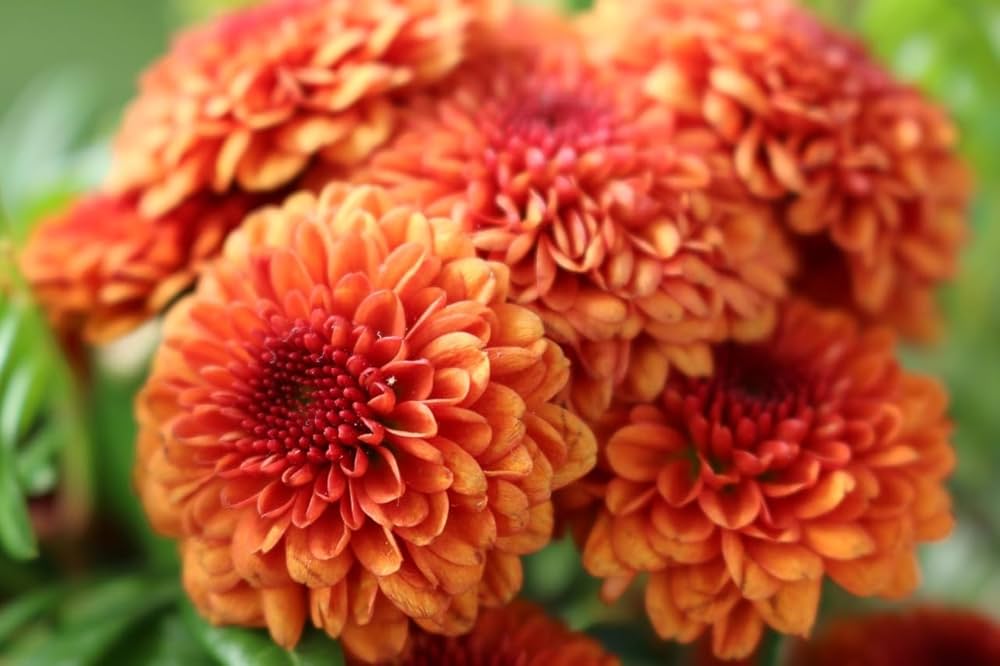 Orange Yellow Chrysanthemum Flower seeds for Planting - Low Maintenance, Heirloom & GMO Free Seeds for Home Garden