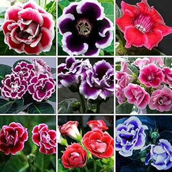 Mixed Colour Gloxinia Sinningia Flower Seeds for Planting Bright Blooms Heirloom & GMO Free Seeds for Home Garden
Sale for planting in home garden