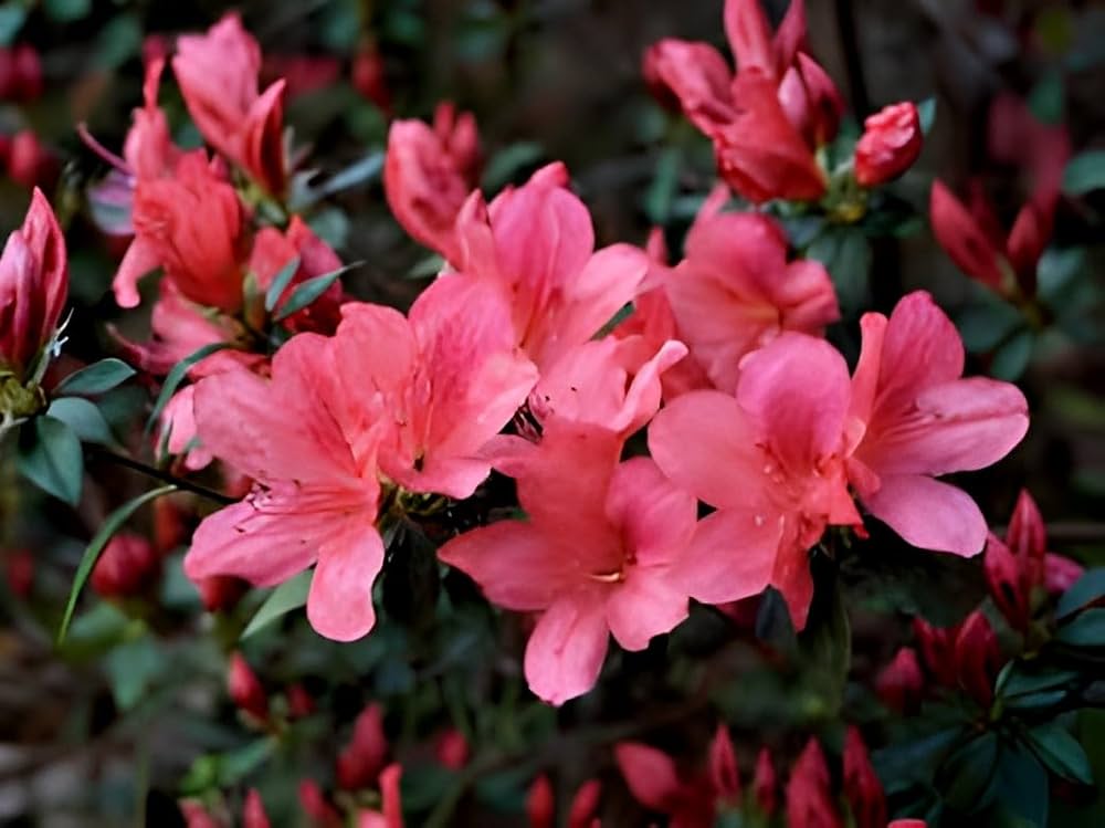 Pink Royal Azalea Rhododendron Schlipper Bushi Shrub Flower Seeds