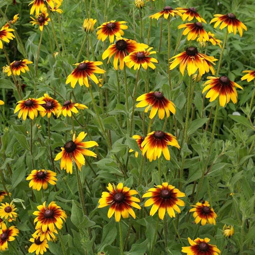 Gloriosa Daisy Seeds for Planting Rudbeckia hirta for flower beds and garden borders