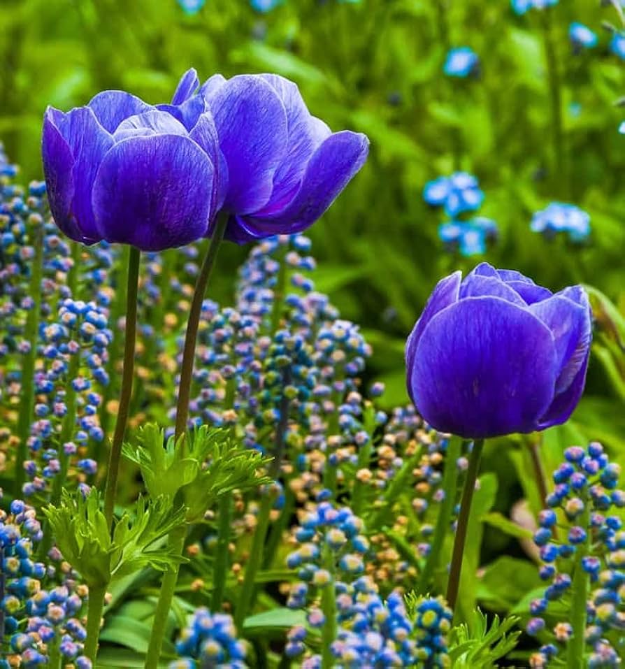 Tulip Blue Flower Seeds for Planting Vibrant Blue Blooms for Your Garden