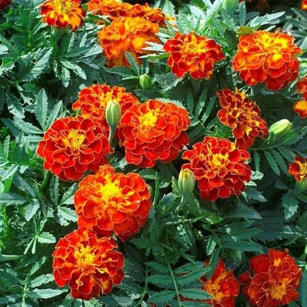 Red Marigold Seeds for Planting - Annual Flower for Bright Borders