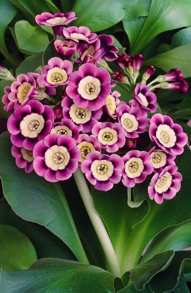 Primula Primula Vulgaris Seeds for Planting - Colorful Blooms for Flower Bed & Home Garden