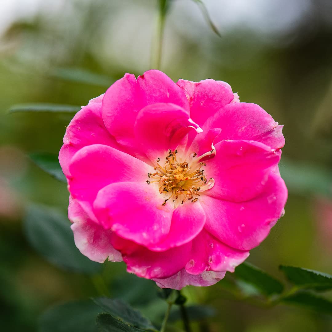 Dream Rose Seeds for Planting Rosa Chinensis romantic garden flower bed