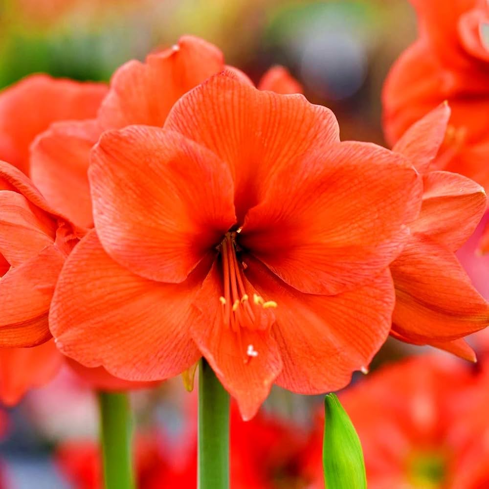 Orange Amaryllis Flower Seeds blooming in flower beds, containers, borders, and pollinator-friendly gardens