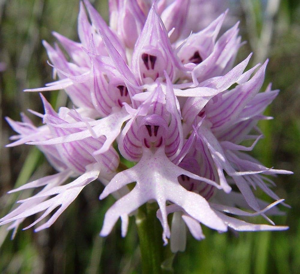 Orchis Italica Flower seeds blooming in flower beds, containers, borders, and pollinator-friendly gardens