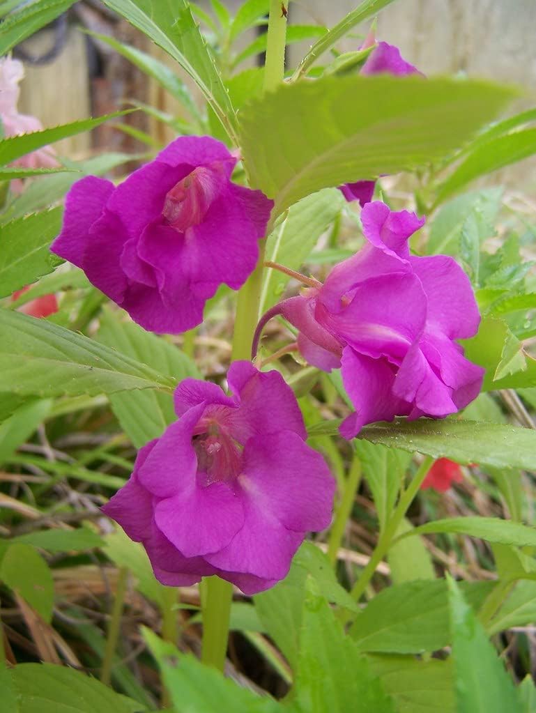 Purple Balsamine Flower seeds blooming in flower beds, containers, borders, and pollinator-friendly gardens