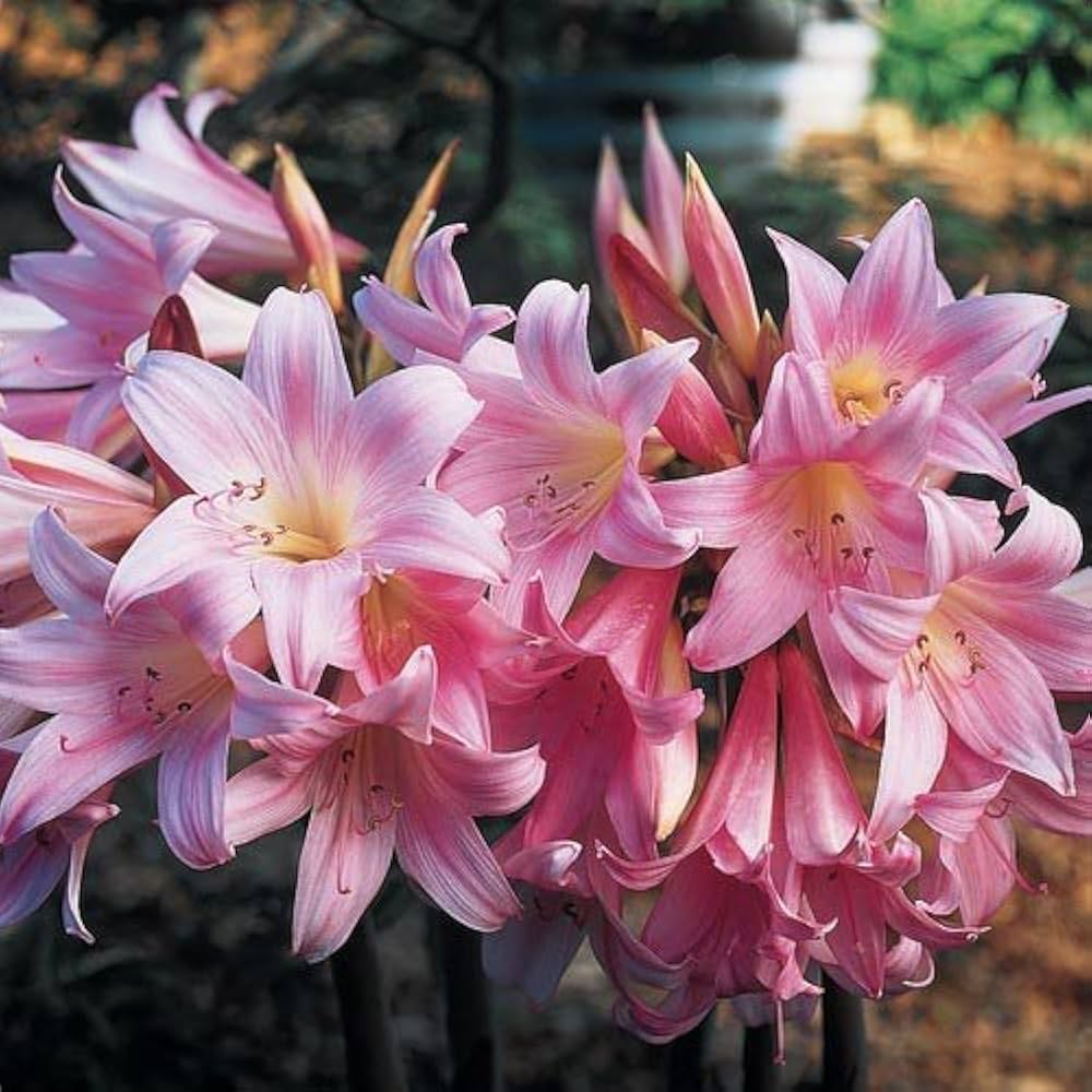 Pink White Amaryllis Flower Seeds for Planting Low Maintenance Heirloom & GMO Free Seeds for Home Garden
Sale