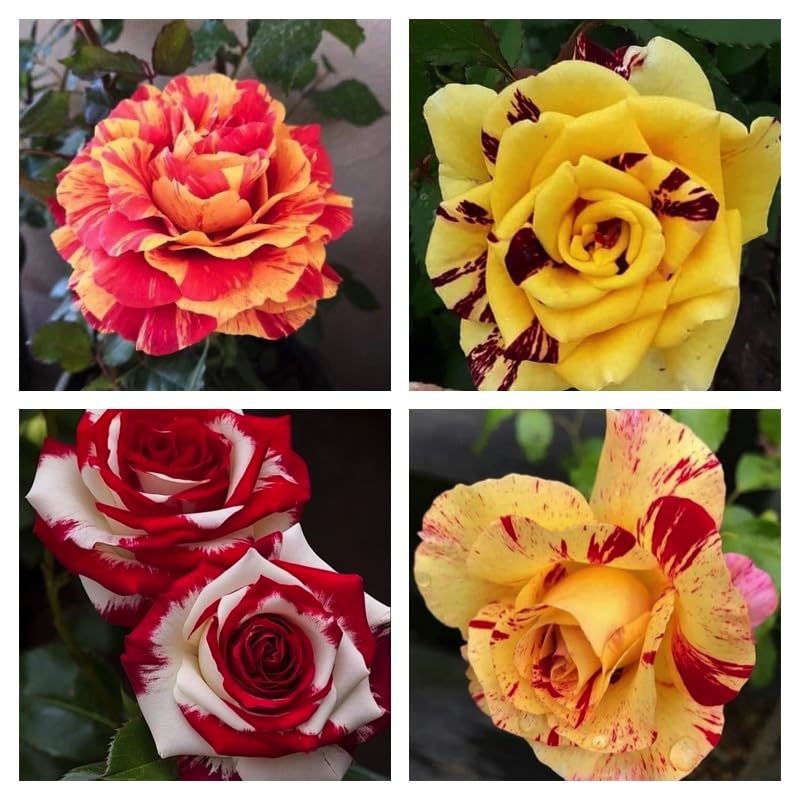 Rose Seeds Collection for Planting | Mixed Varieties