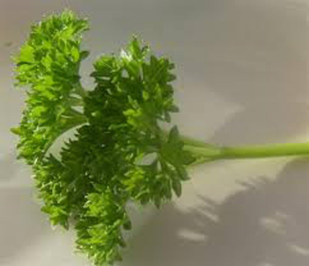 Curled Parsley Petroselinum crispum Seeds for Planting in Vegetable Patch & Garden