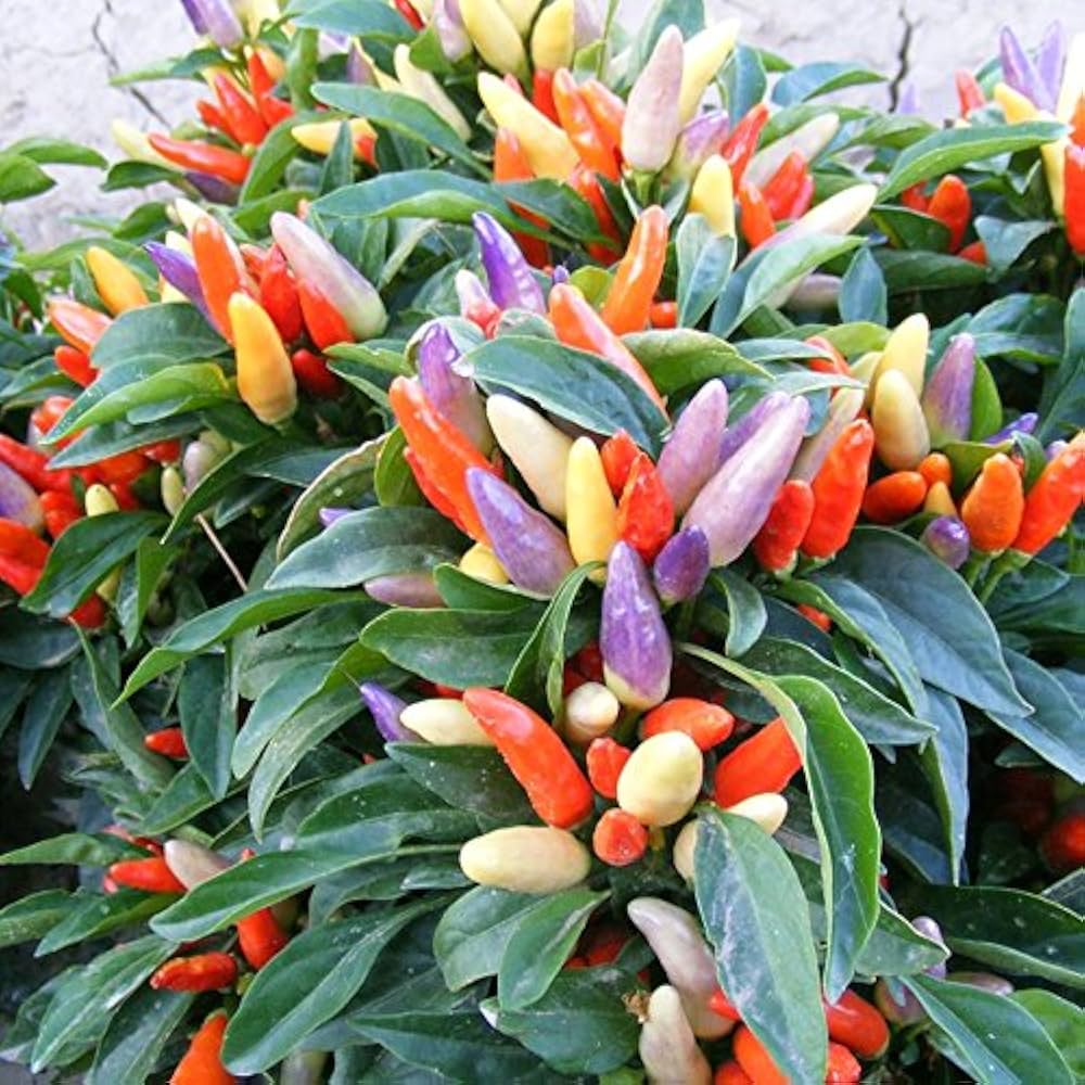 Red Ornamental Hot Pepper Seeds Capsicum annuum for Planting in Urban Garden and Patio Pots