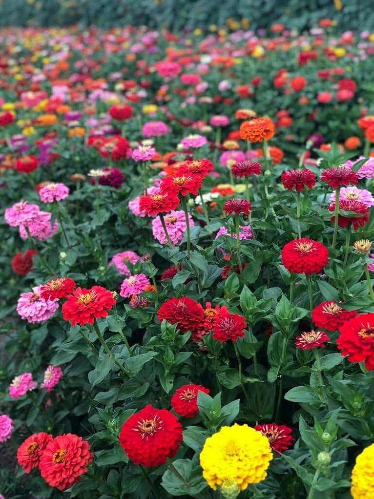Rare Dahlia Seeds Dahlia variabilis for Planting in Flower Bed and Cutting Garden