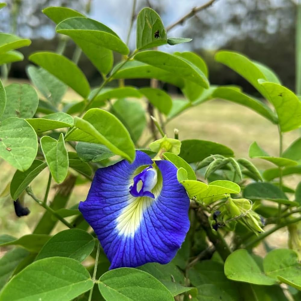 Blue Clitoria Flower seeds for Planting - Vibrant Colors, Heirloom & GMO Free Seeds for Home Garden
