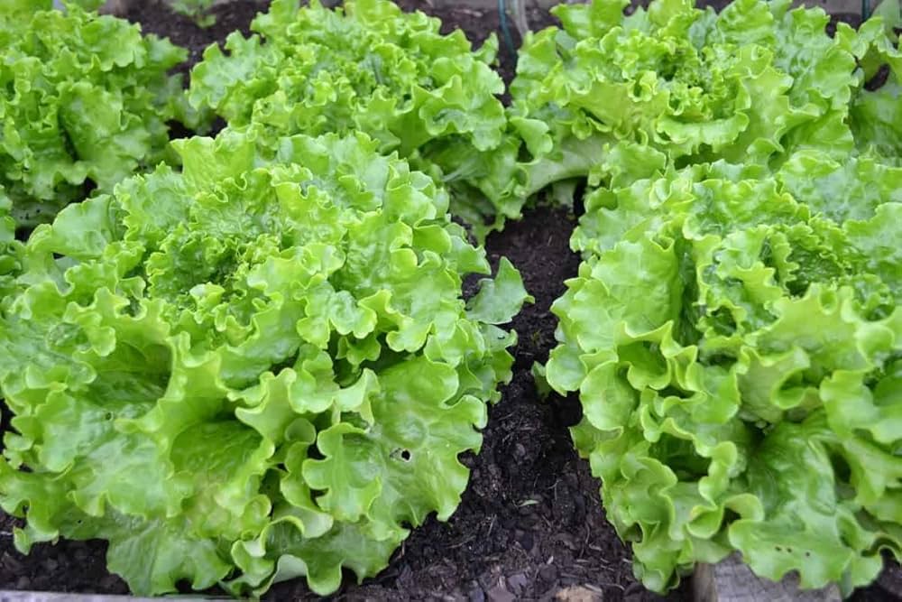 Lettuce Vegetable Seeds for Planting
