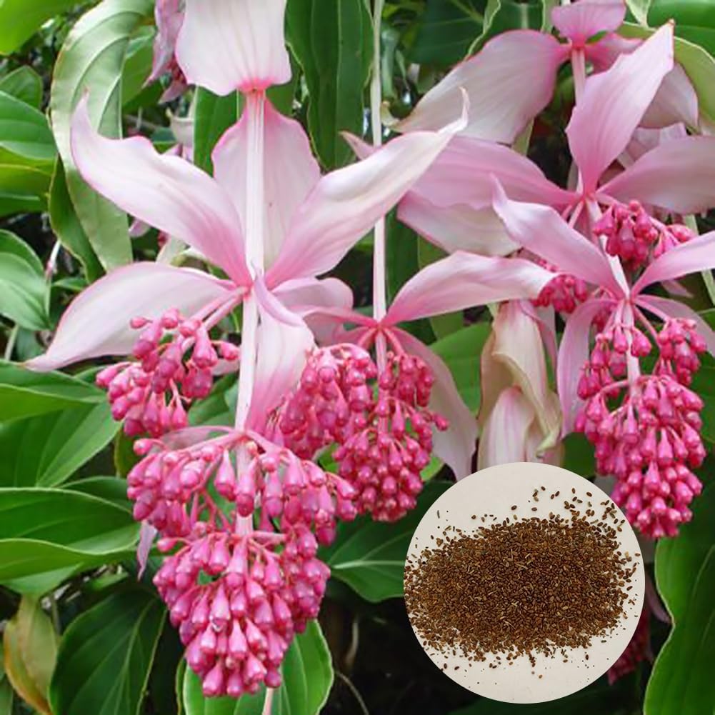 Medinilla Magnifica Bonsai Flower Plant Seeds