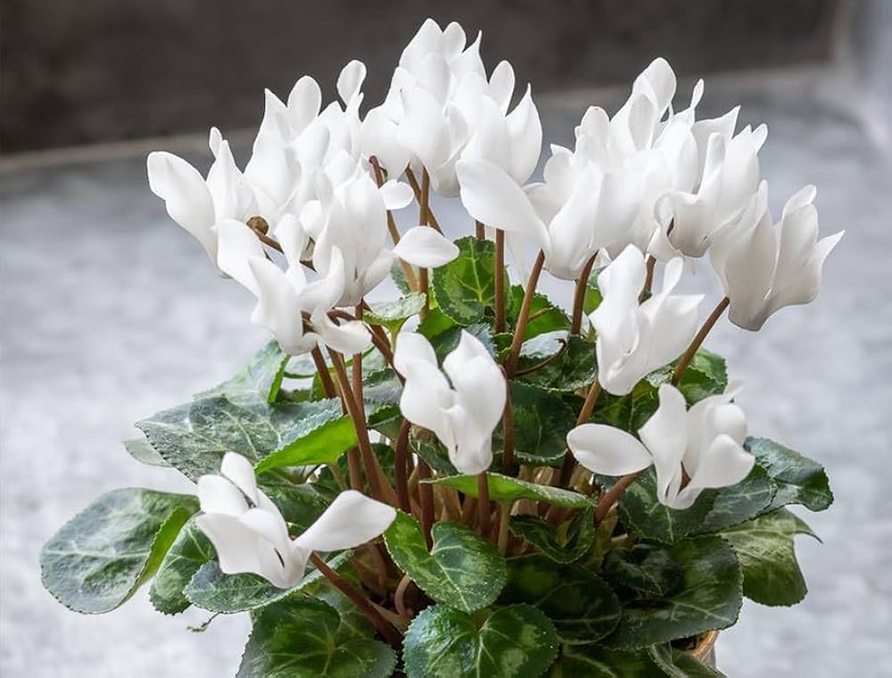 Cyclamen Seeds for Planting Cyclamen persicum for winter gardens and flower beds