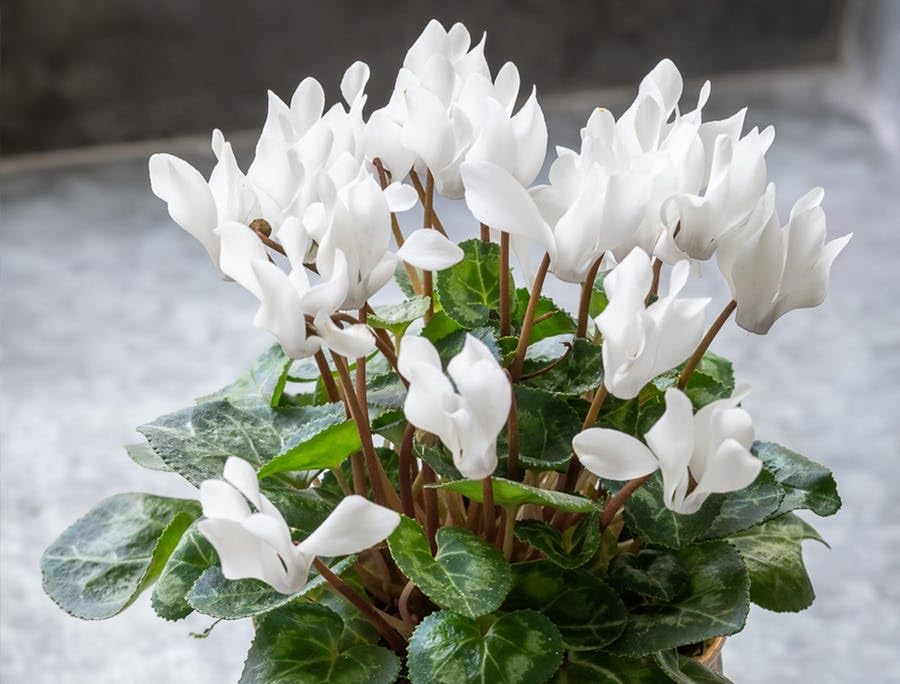 Light Green Cyclamen Flower seeds for Planting - Seasonal Bloomer, Heirloom & GMO Free Seeds for Home Garden