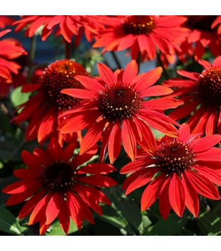 Red SunFlower seeds for Planting - Vibrant Colors, Heirloom & GMO Free Seeds for Home Garden