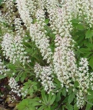 White Tiarella Foam Flower seeds for Planting - Compact Growth, Heirloom & GMO Free Seeds for Home Garden
Sale seeds for home garden