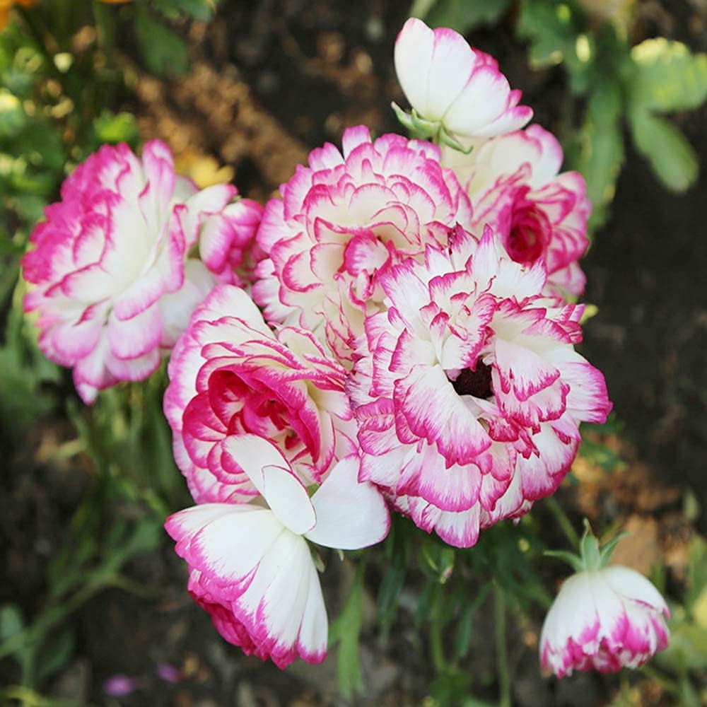Brown Shade Japanese ranunculus Flower seeds for Planting - Fragrant Blossoms, Heirloom & GMO Free Seeds for Home Garden