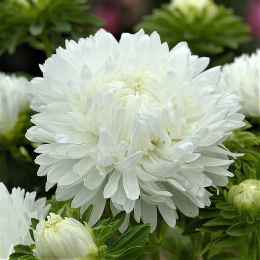 Paeony Herzogin Gelb Aster Seeds for Planting flower bed