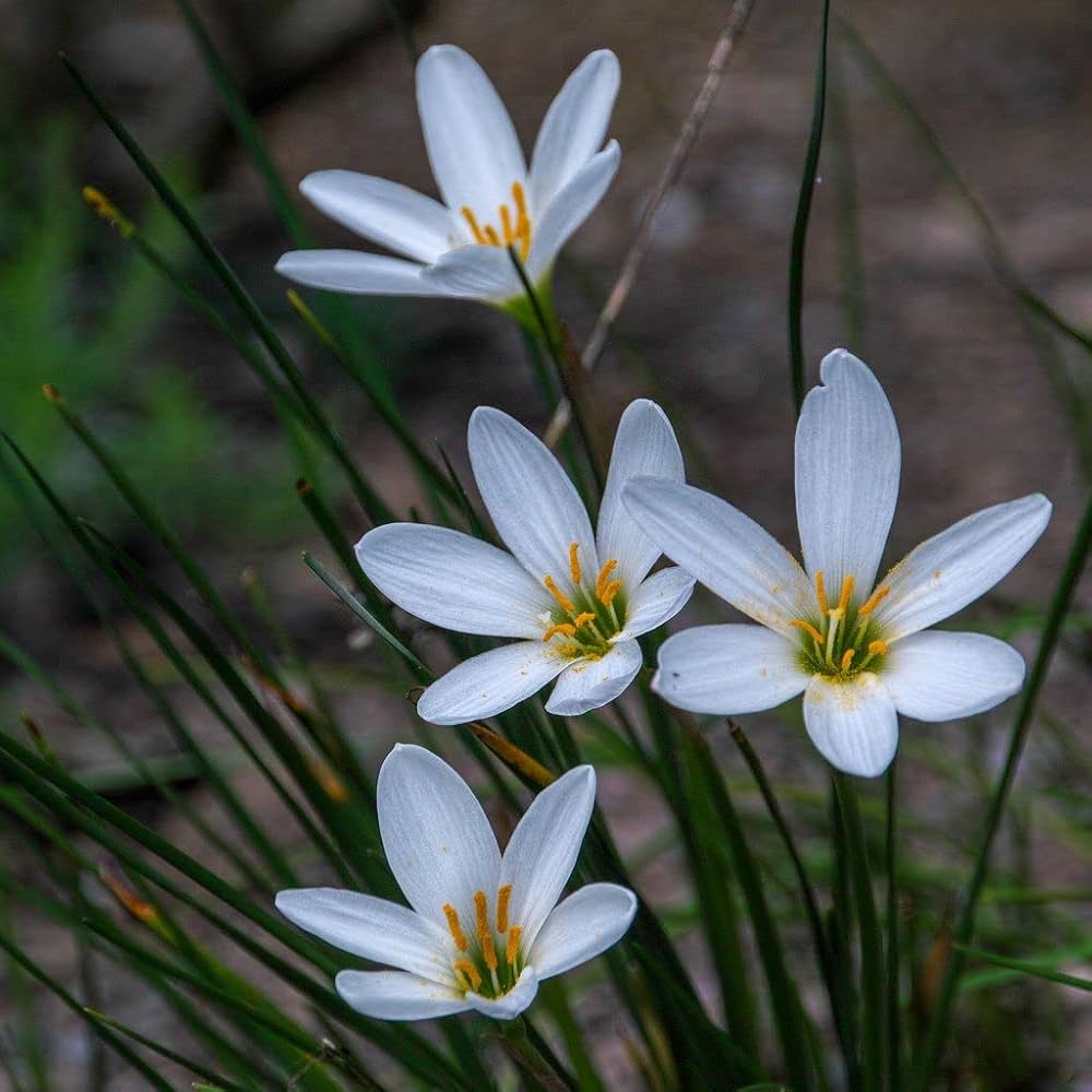 Mixed Rain Lily Seeds for Planting - Evergrowseeds