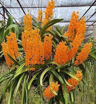 Yellow Red Adenium Obesum Flower Seeds for Planting Low Maintenance Heirloom & GMO Free Seeds for Home Garden
Sale for planting in home garden