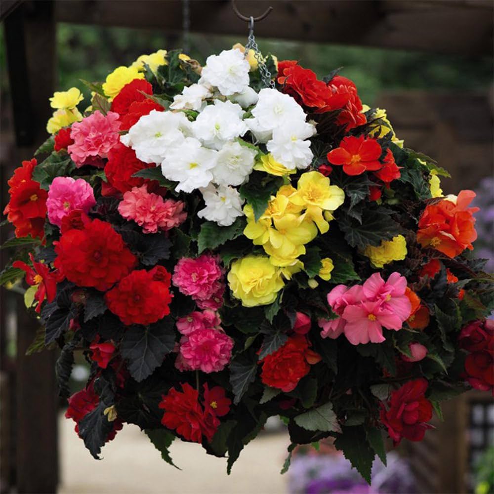 Mixed Begonia Begonia spp. Flower Seeds for Planting in Flower Bed