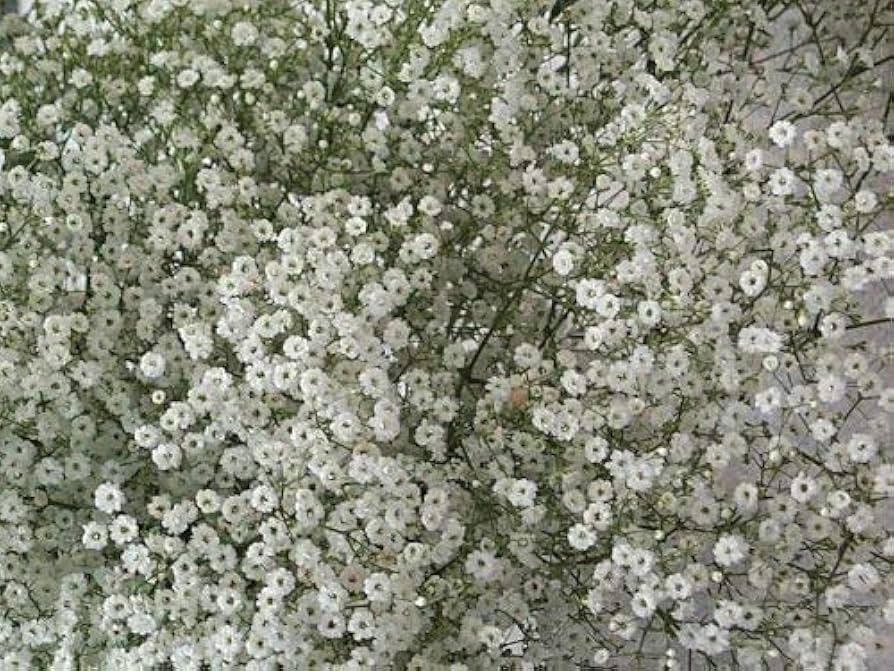 Red Babys' Atem Gypsophila Elegans Flower Seeds for Delicate, Airy Blooms in the Garden