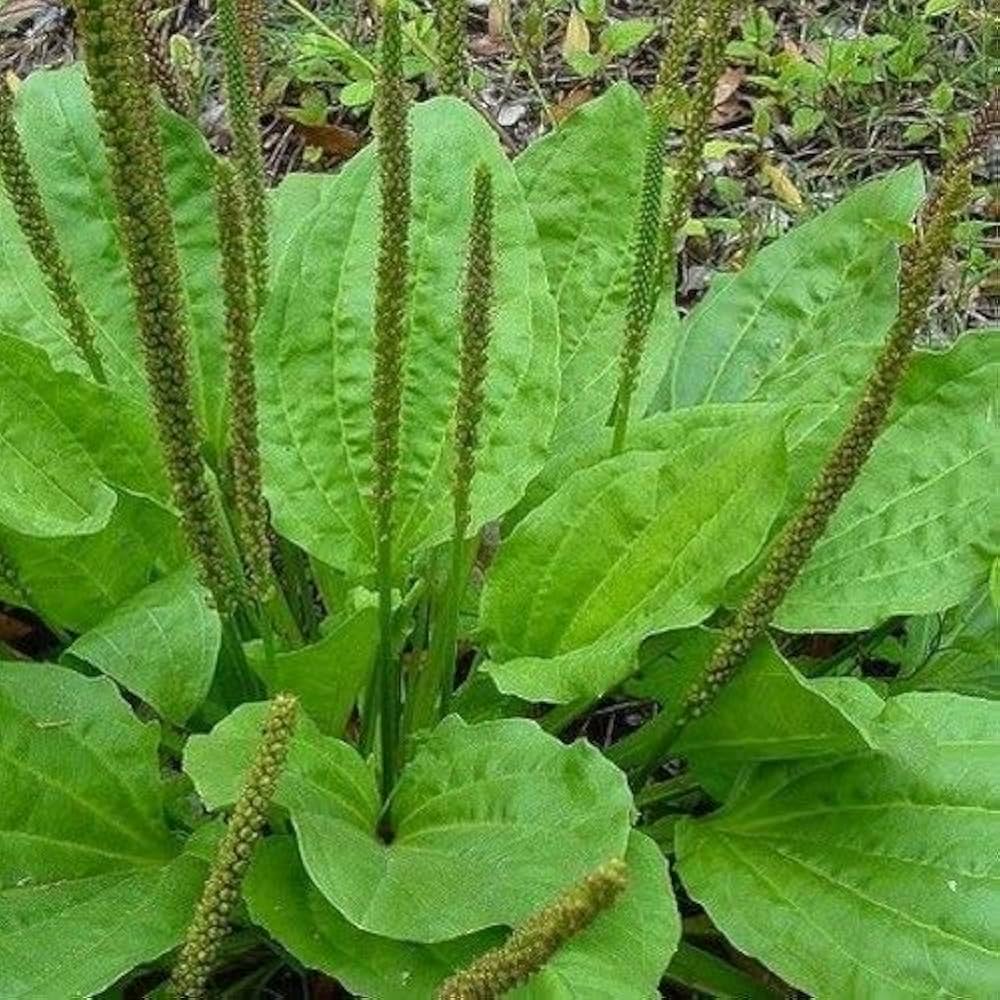 Plantago Major Natural Seeds for Planting - Heirloom, Non-GMO Garden Selection, Quality Herb Seeds