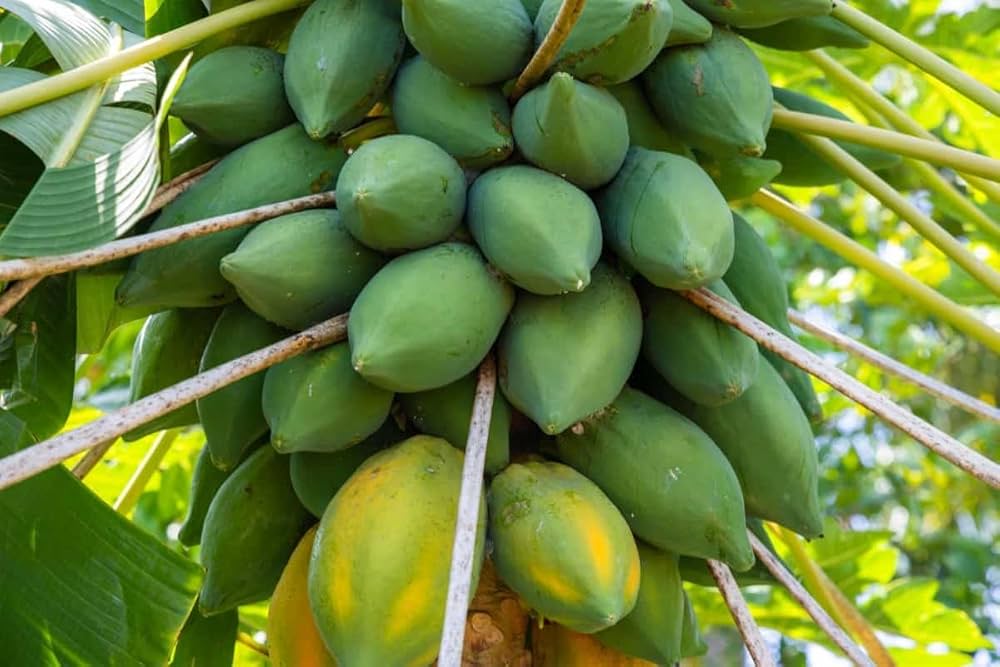 Papaya Carica papaya Tree Seeds for Planting in Tropical Garden