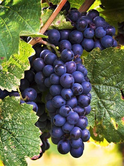 Grape Fruit Planting Seeds for Garden & Home Planting