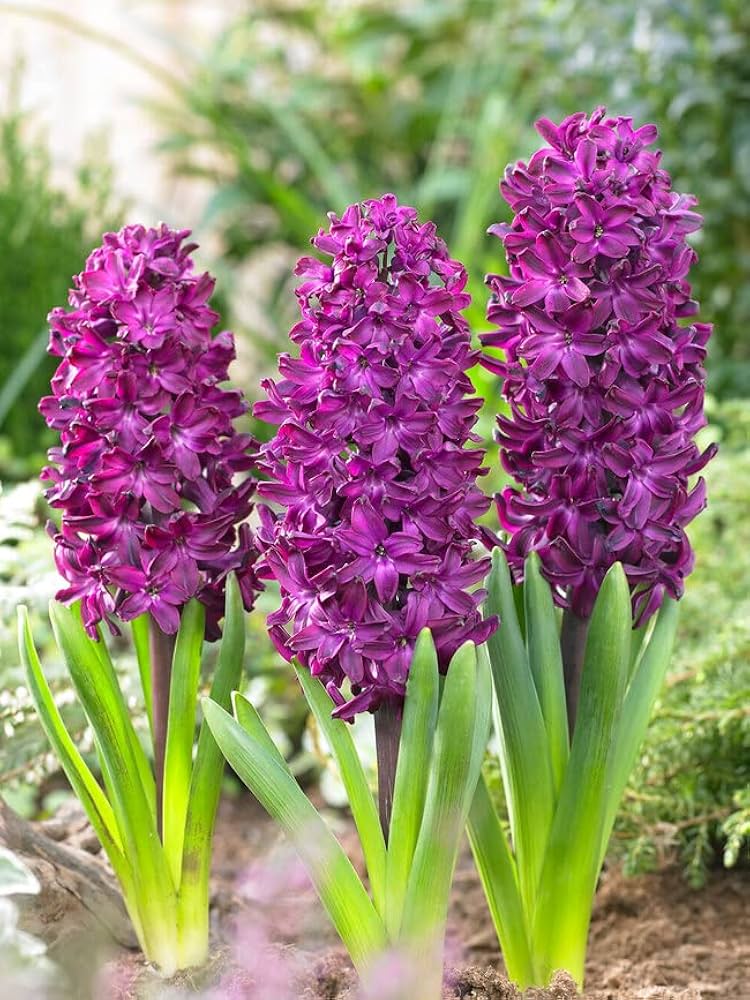 Burgundy Hyacinth Flower seeds for Planting - Cottage Garden Essential, Heirloom & GMO Free Seeds for Home Garden